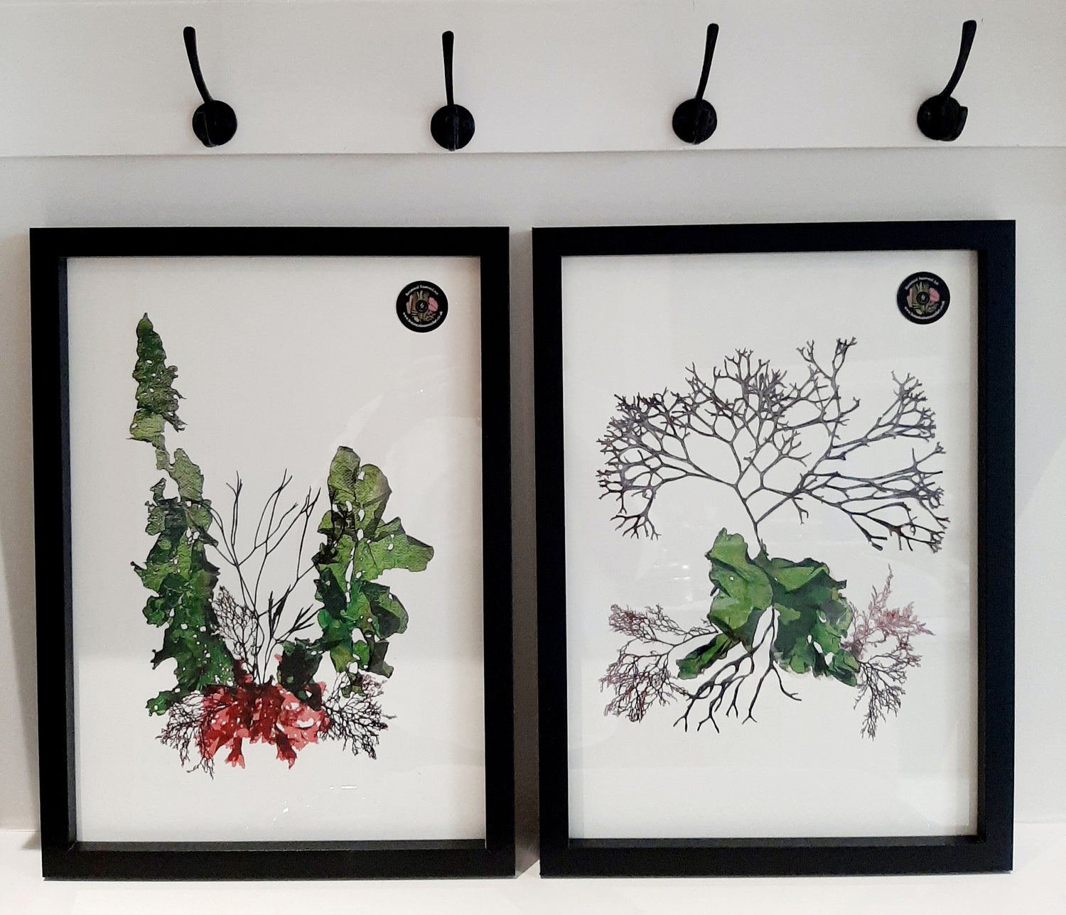 Pressed Seaweed Art Prints