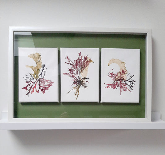 'NEW' Canvas Seaweed Art - Set of 3 Pictures