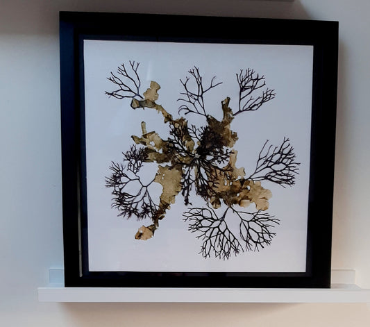 Canvas Framed Seaweed Art - Set of 2 Pictures SOLD
