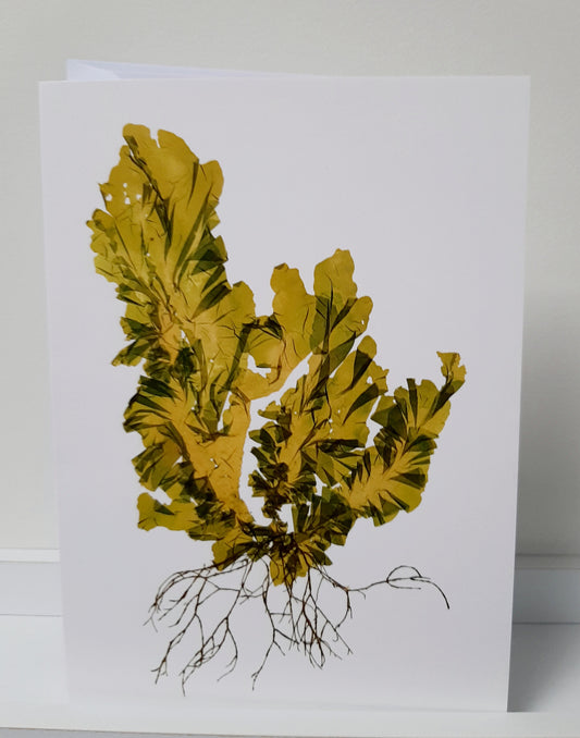 Printed Seaweed Art Card