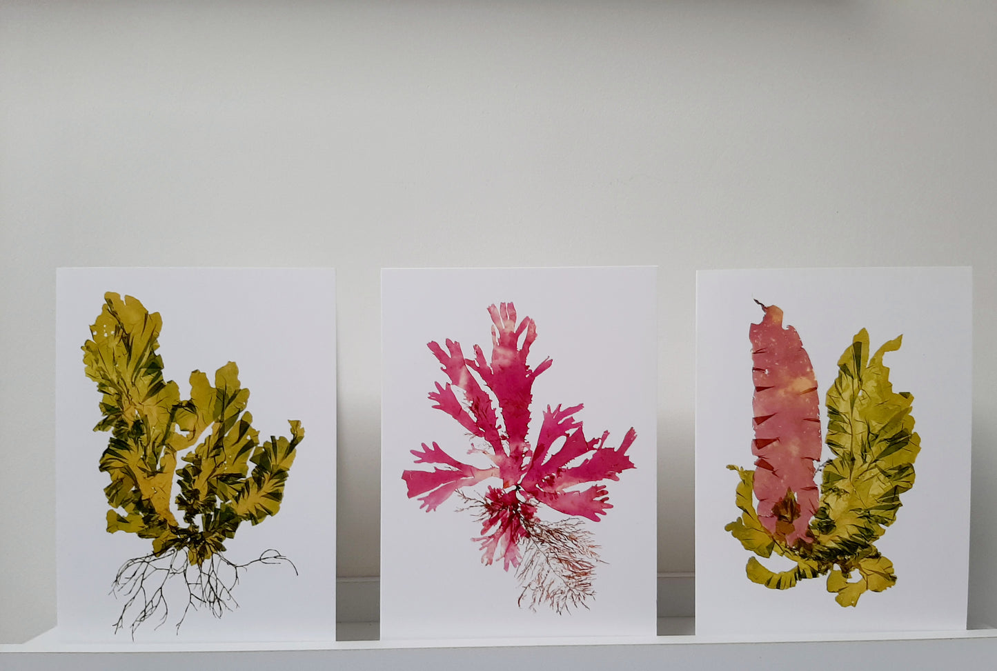 Printed Seaweed Art Card