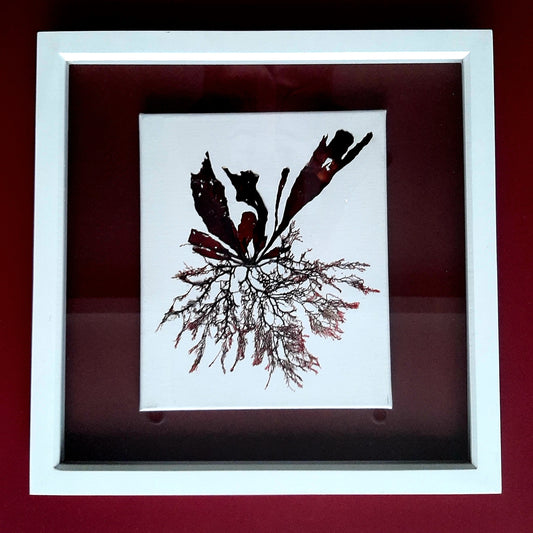 Framed Canvas Seaweed Art