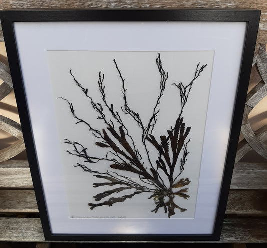 Botanical Seaweed Art