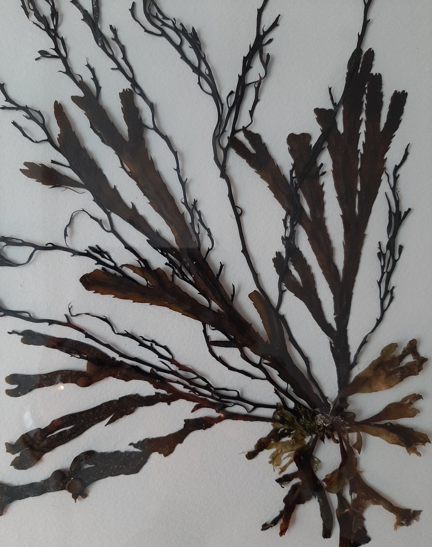 Botanical Seaweed Art