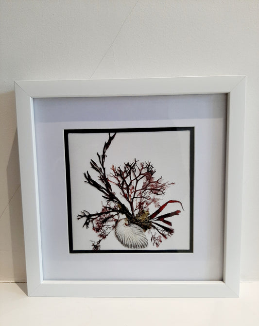 Pressed Seaweed Art Prints