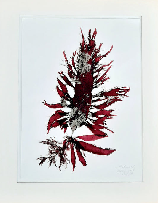 Botanical Seaweed Art Unframed